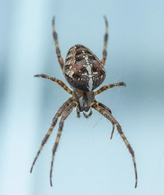 Beyoncé | CURV QUEEN