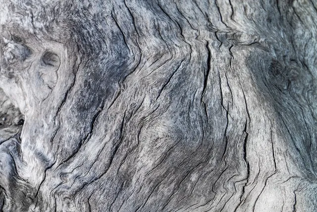 Adele Zwart | CURV QUEEN
